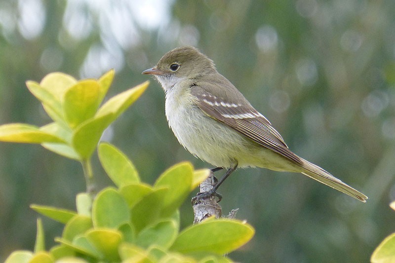 Small-billed Elaenia - Adrien Mauss