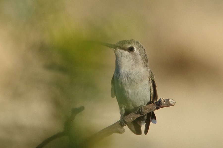Costa's Hummingbird - ML338365081