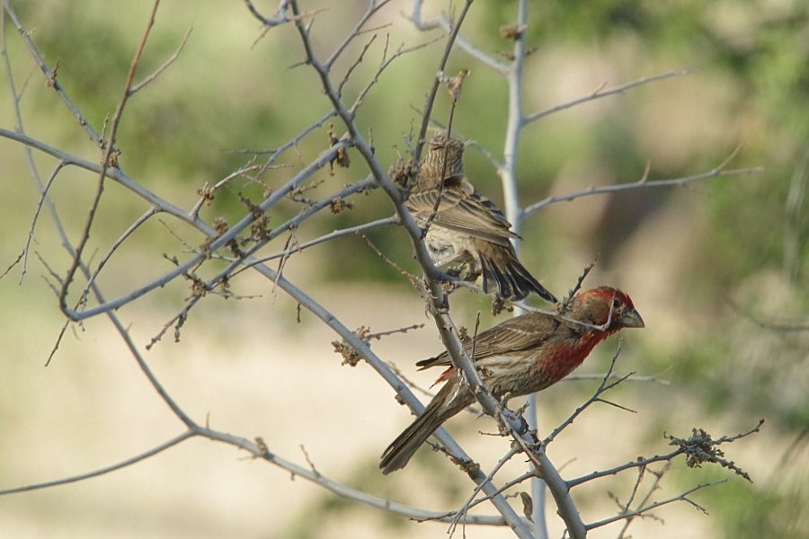 House Finch - ML338366151