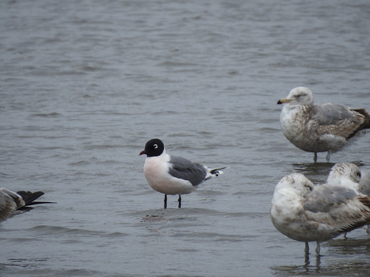 Franklin's Gull - ML338366601