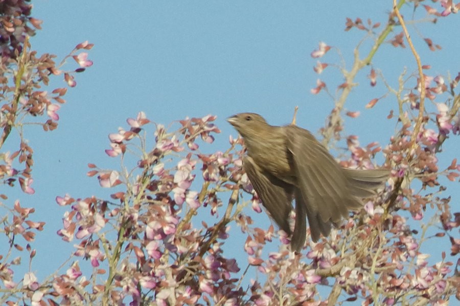 House Finch - ML338366961