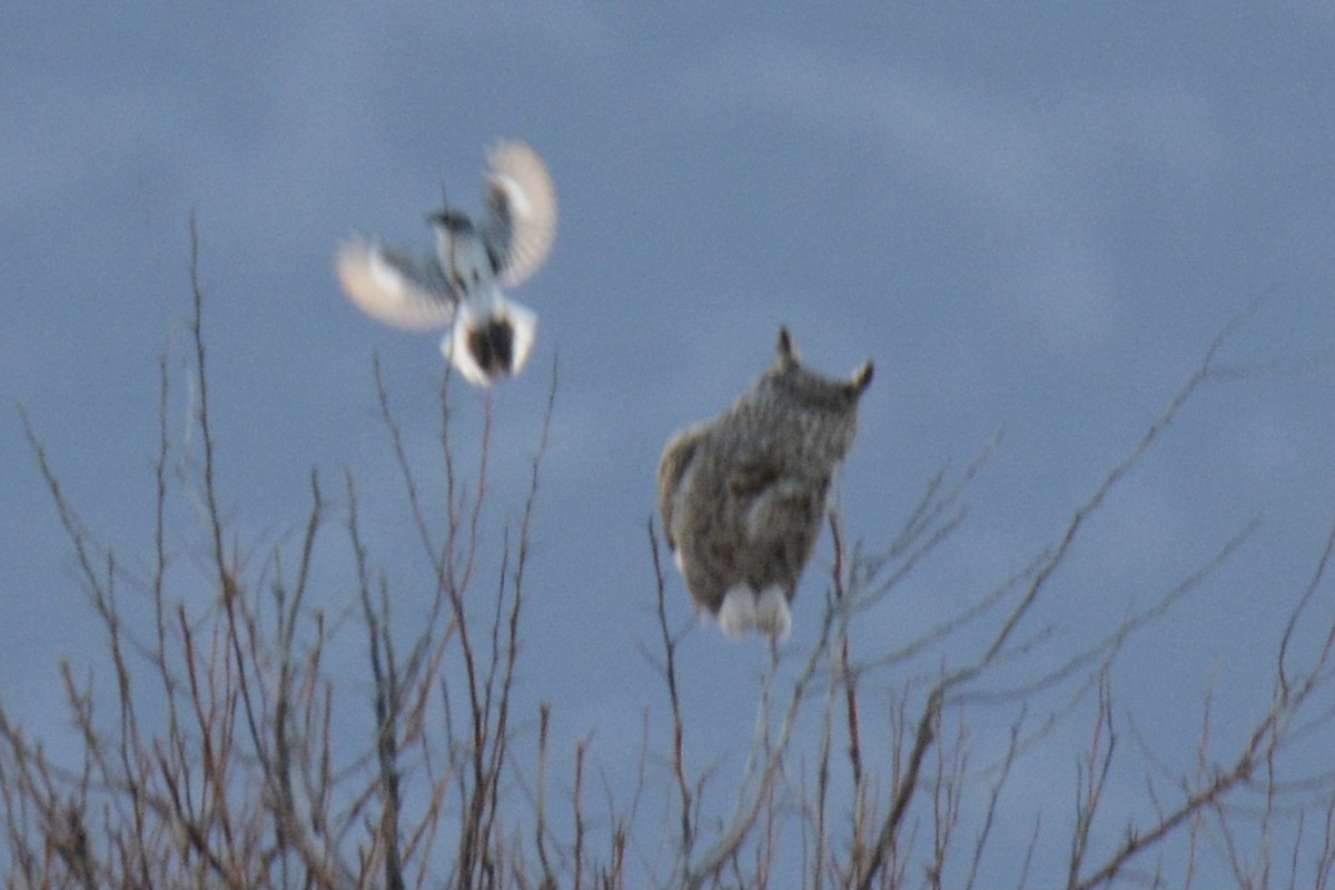 アメリカオオモズ - ML338367541