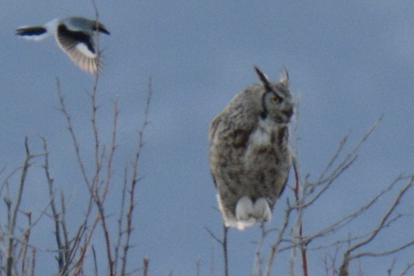 Great Horned Owl - ML338367841