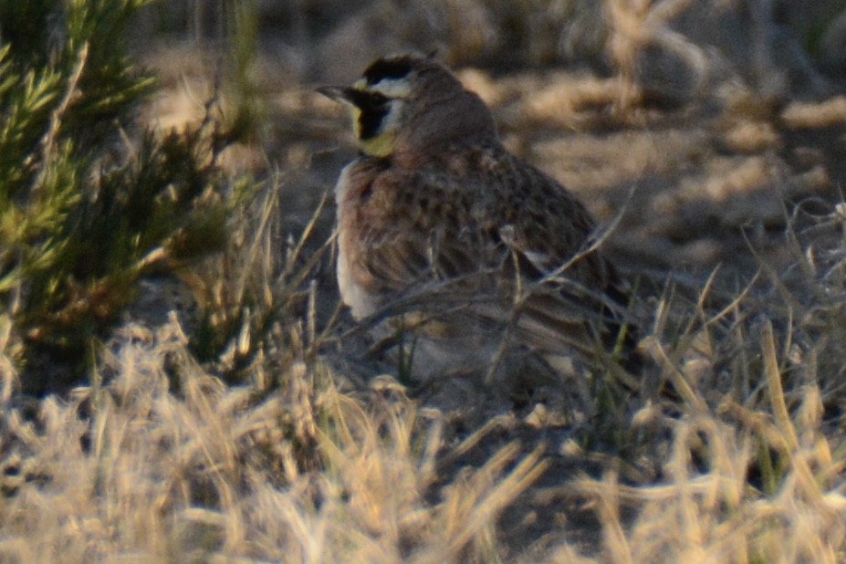 Horned Lark - ML338368021