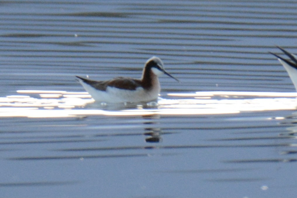 アメリカヒレアシシギ - ML338368241