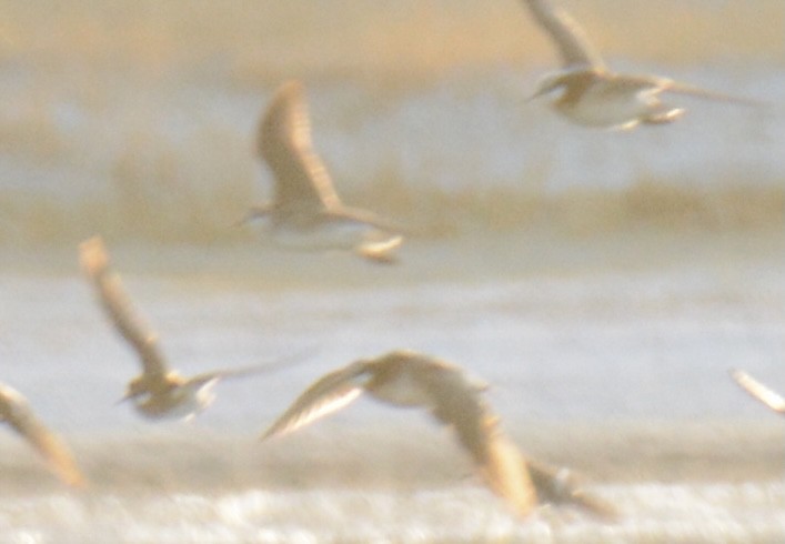 アカエリヒレアシシギ - ML338368671