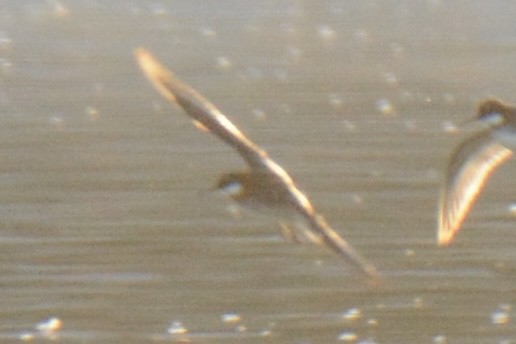 アカエリヒレアシシギ - ML338368681