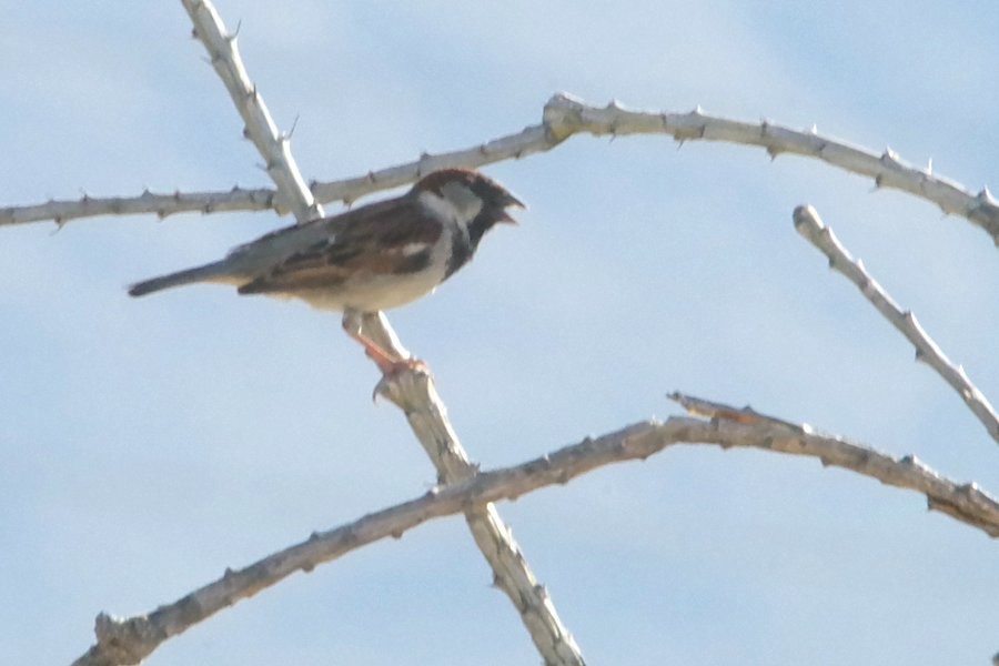 House Sparrow - ML338369941