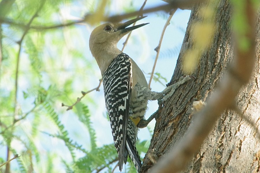 Gila Woodpecker - ML338371071