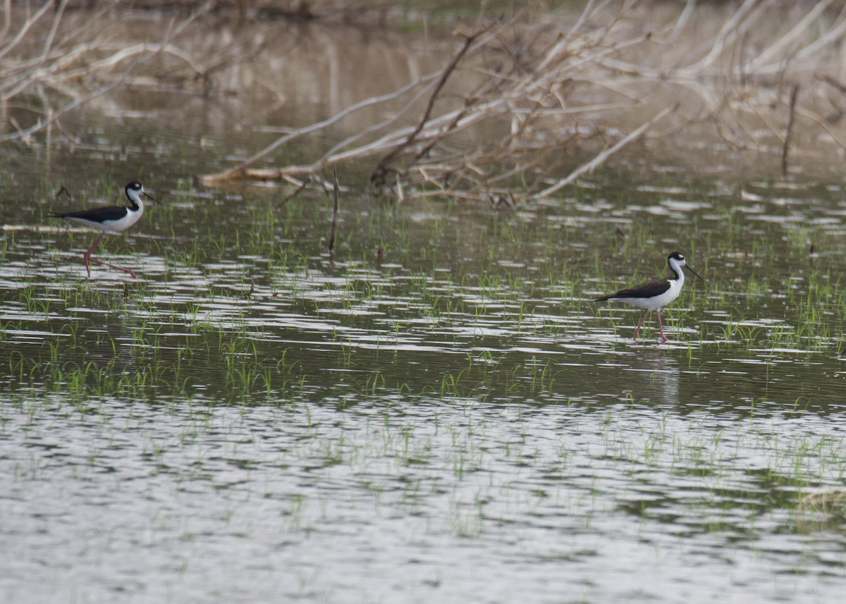 Black-necked Stilt - ML338371601