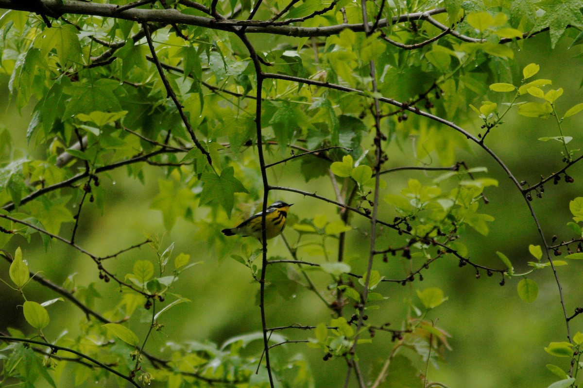 Magnolia Warbler - Pete Shen