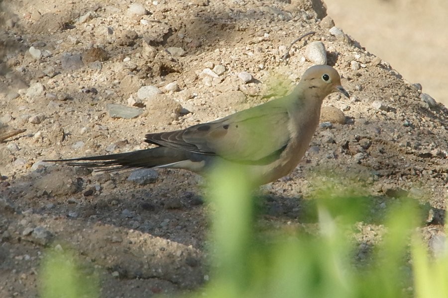 Mourning Dove - ML338372111