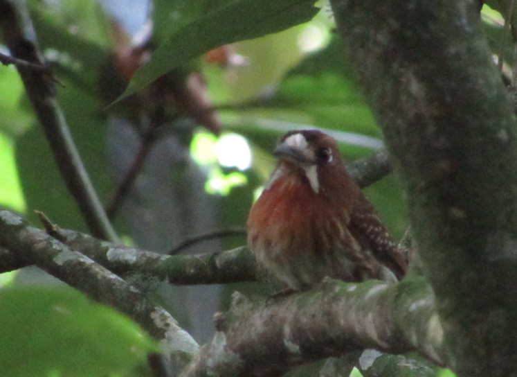 Moustached Puffbird - ML338373491