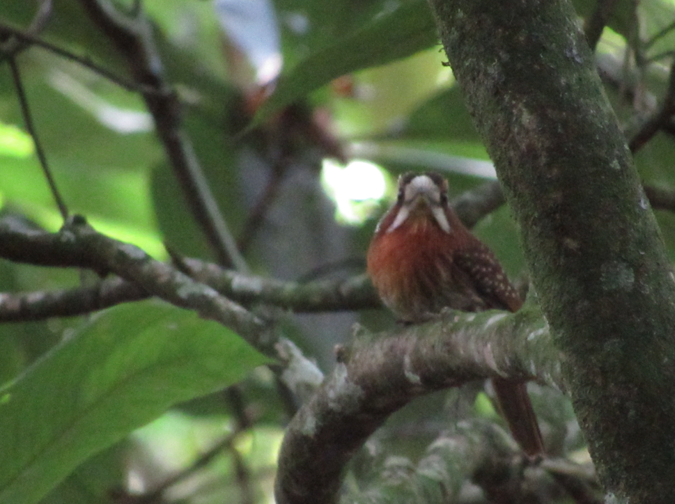 Moustached Puffbird - ML338373501