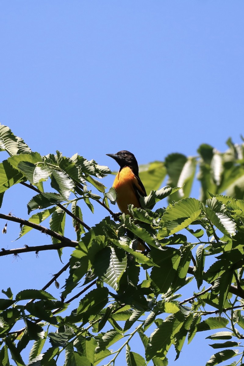 Baltimore Oriole - ML338373881