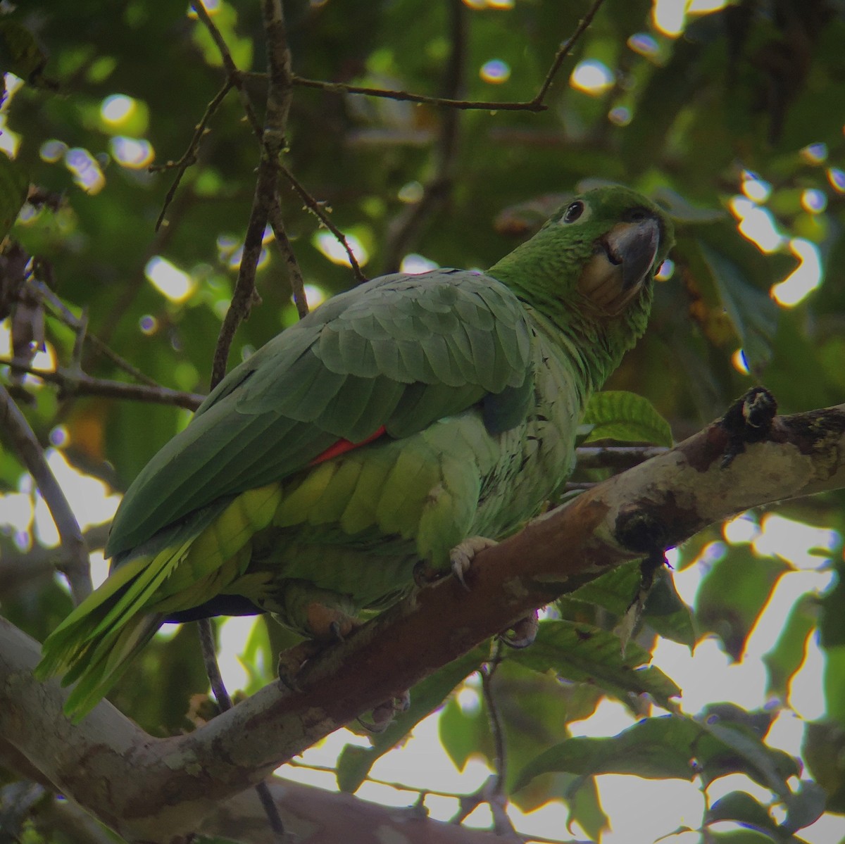 Amazone poudrée - ML33837391