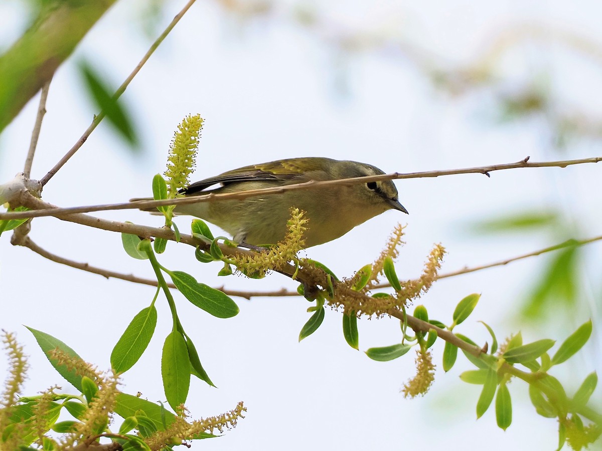 Tennessee Warbler - ML338374841