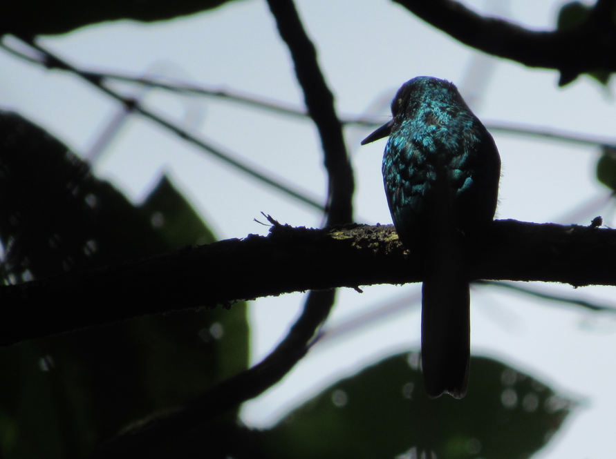 White-chinned Jacamar - ML338375021