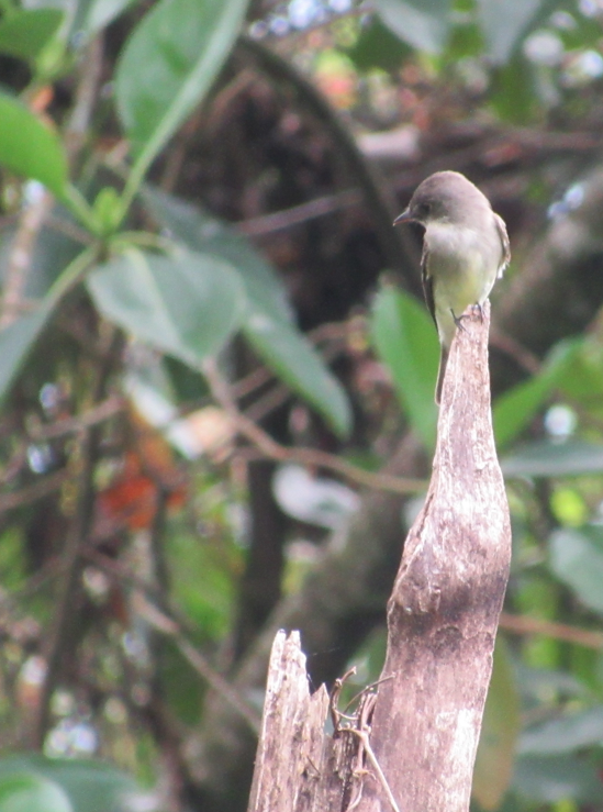 Pibí Tropical (grupo brachytarsus) - ML338375661