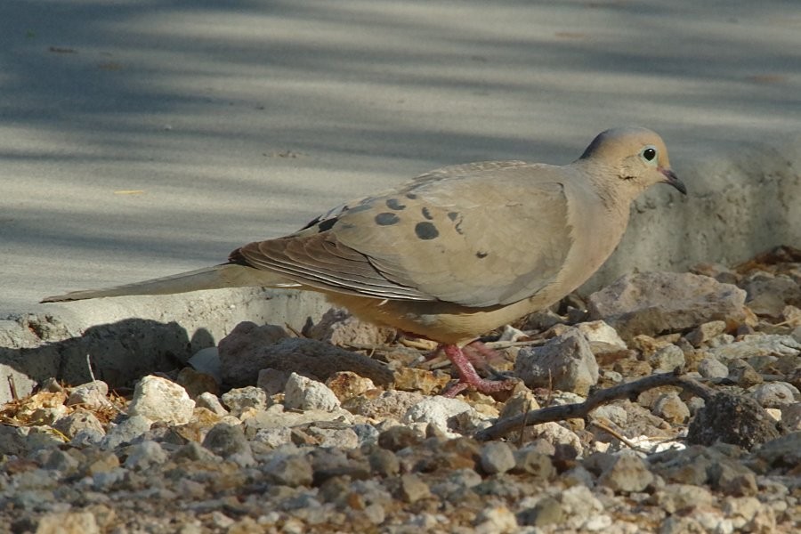 Mourning Dove - ML338375701