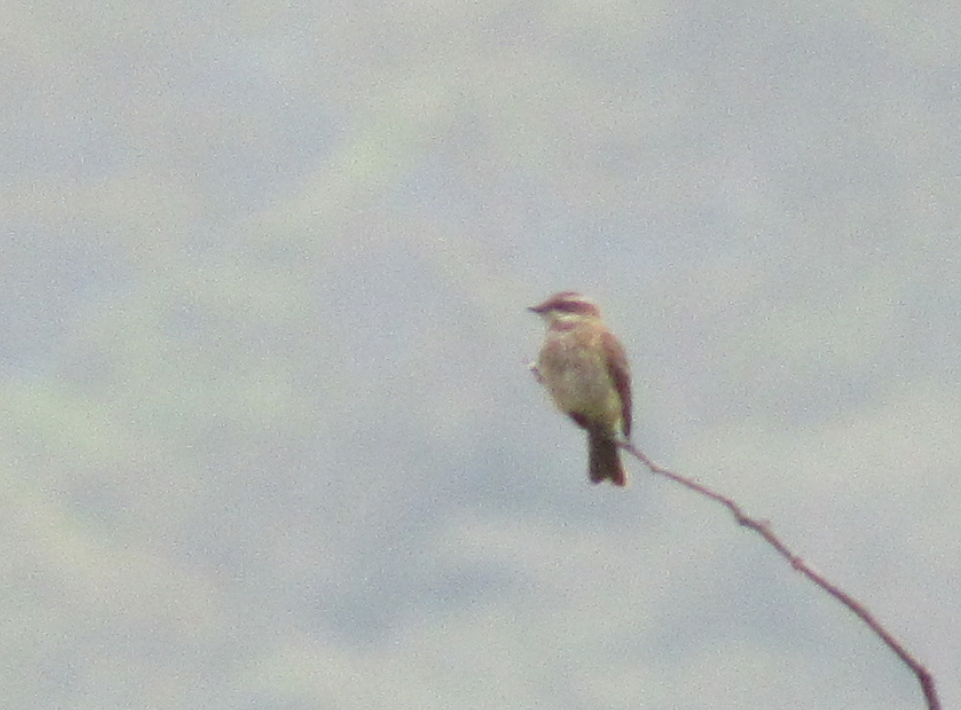 Piratic Flycatcher - Barefoot Unschooling