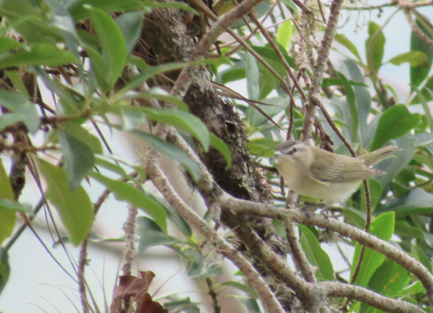 Kızıl Gözlü Vireo - ML338375921