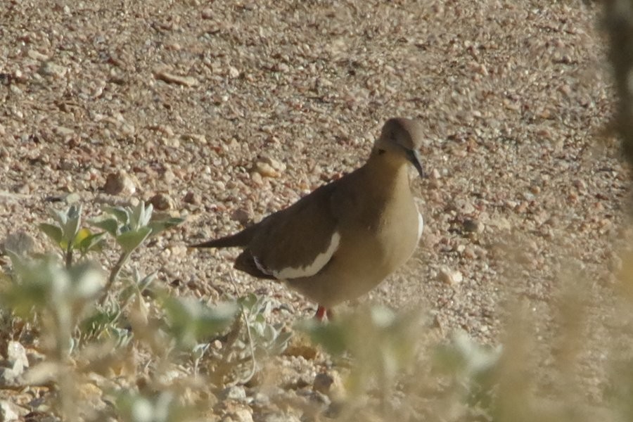 White-winged Dove - ML338375971