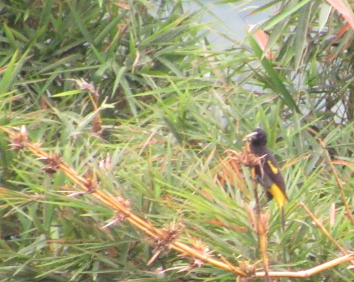 Yellow-rumped Cacique - Barefoot Unschooling