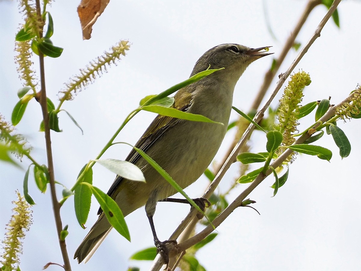 Tennessee Warbler - ML338376771