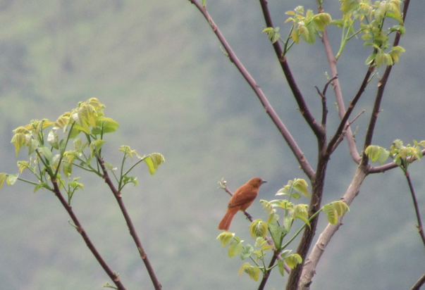 White-lined Tanager - ML338377091