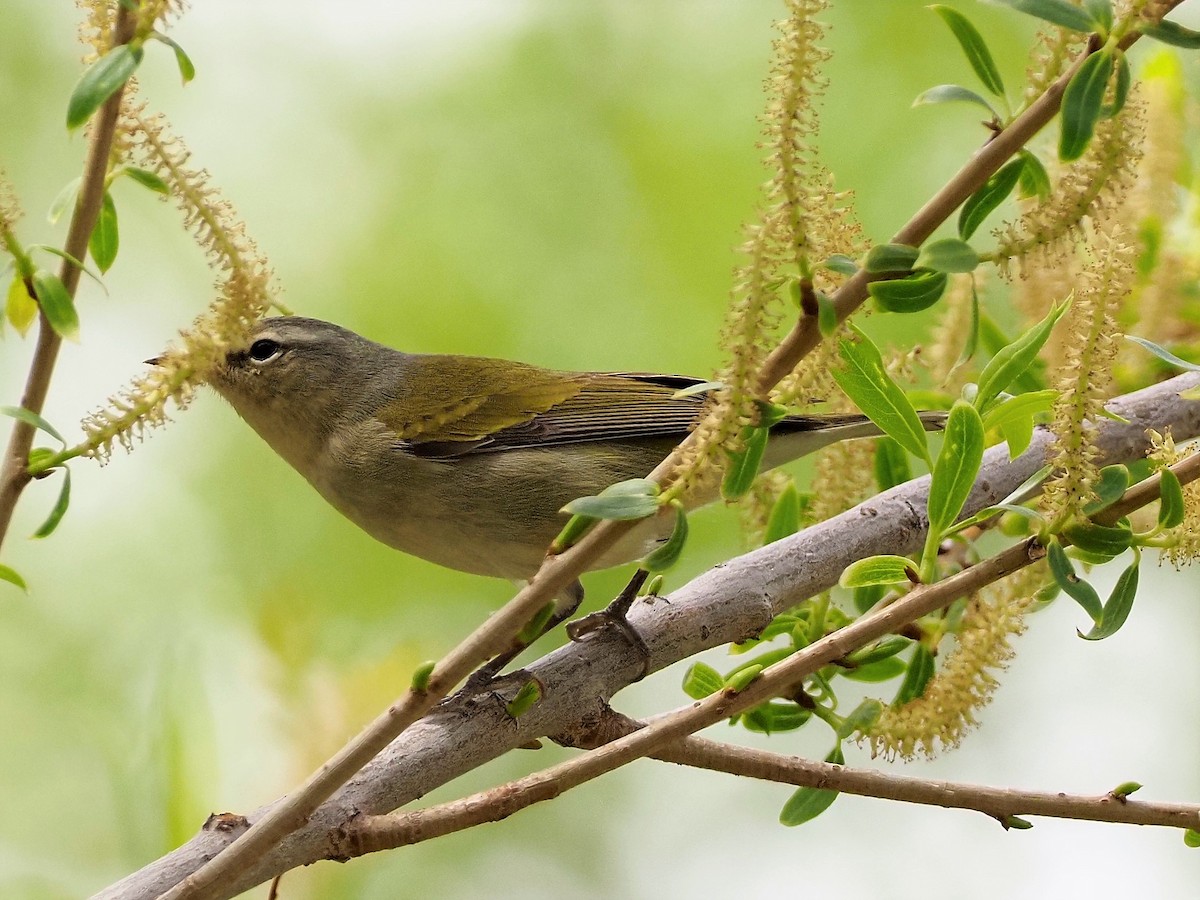 Tennessee Warbler - ML338377501