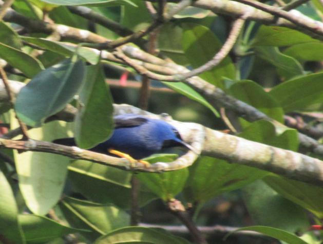 Mielerito Cerúleo - ML338377891