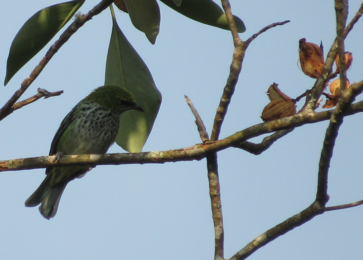 Speckled Tanager - ML338378051