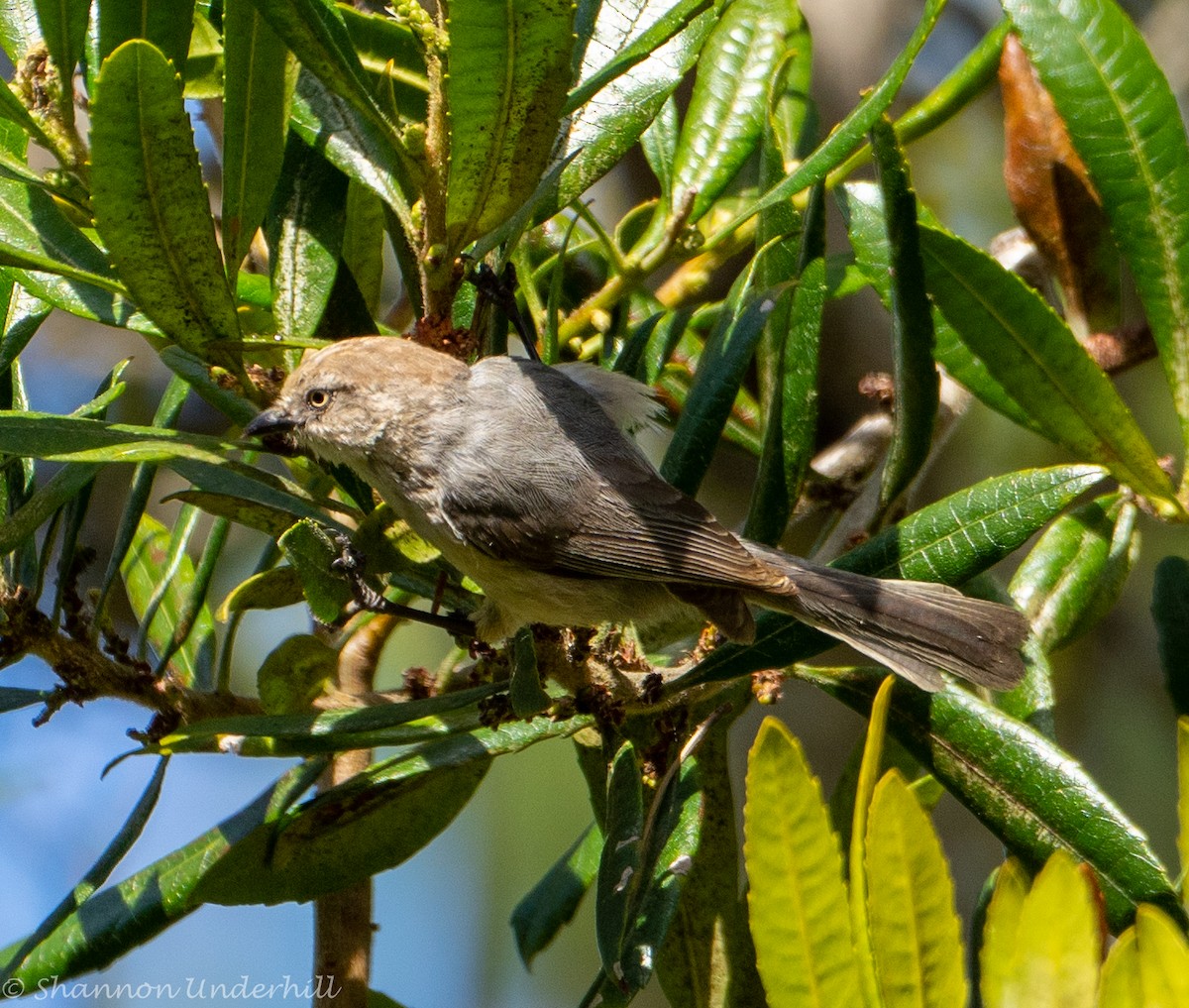 Bushtit - Shannon Underhill