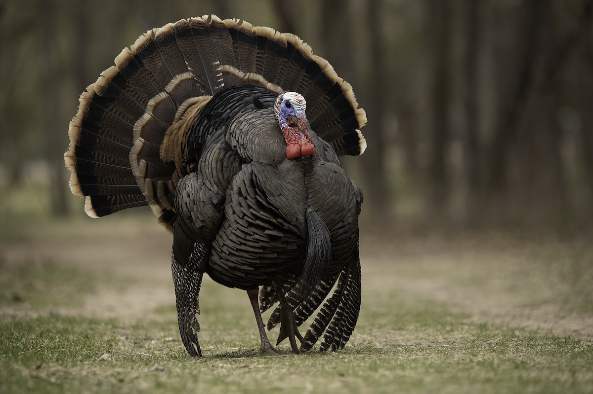 Wild Turkey - ML338380211