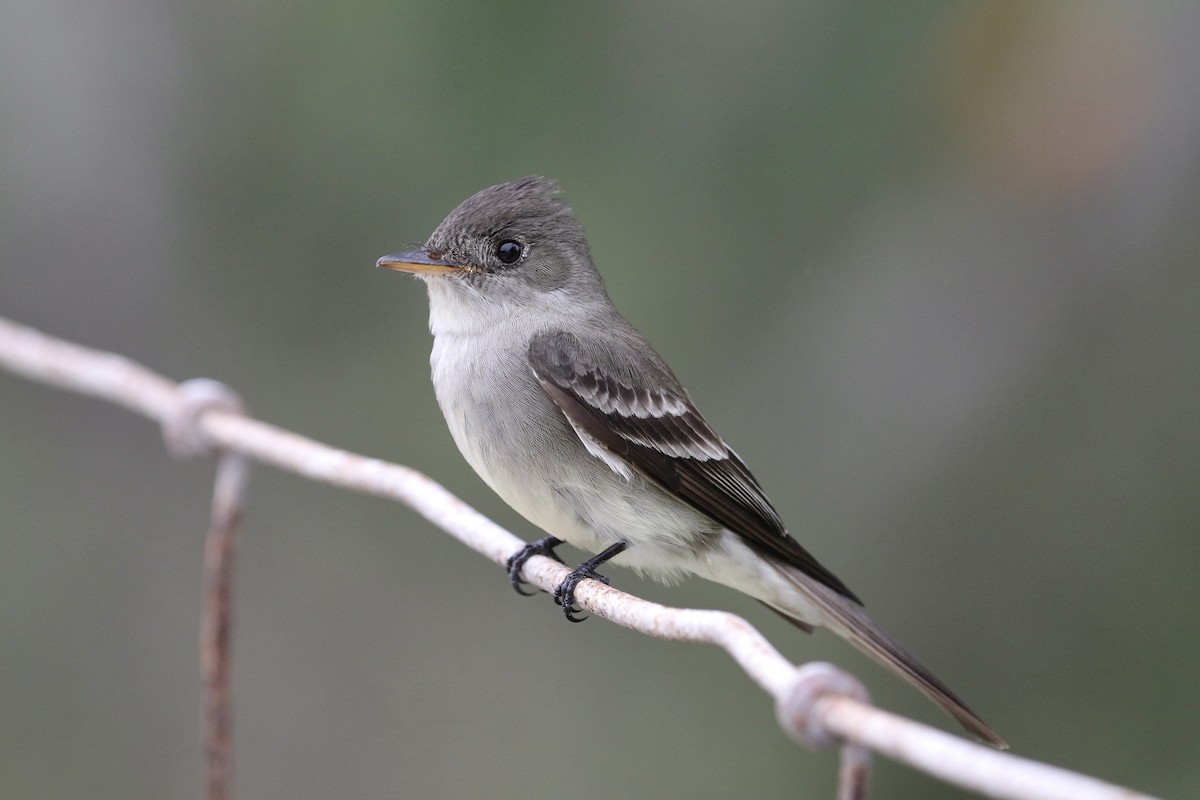 Eastern Wood-Pewee - ML338380231