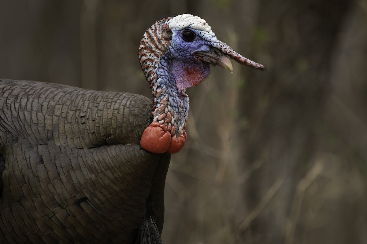 Wild Turkey - Cam Nikkel