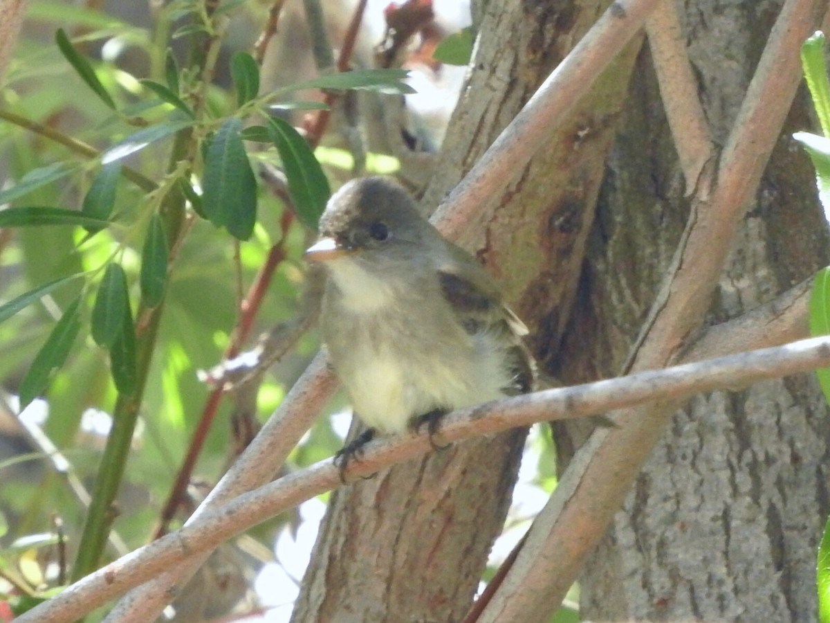 Willow Flycatcher - Stephen Chan