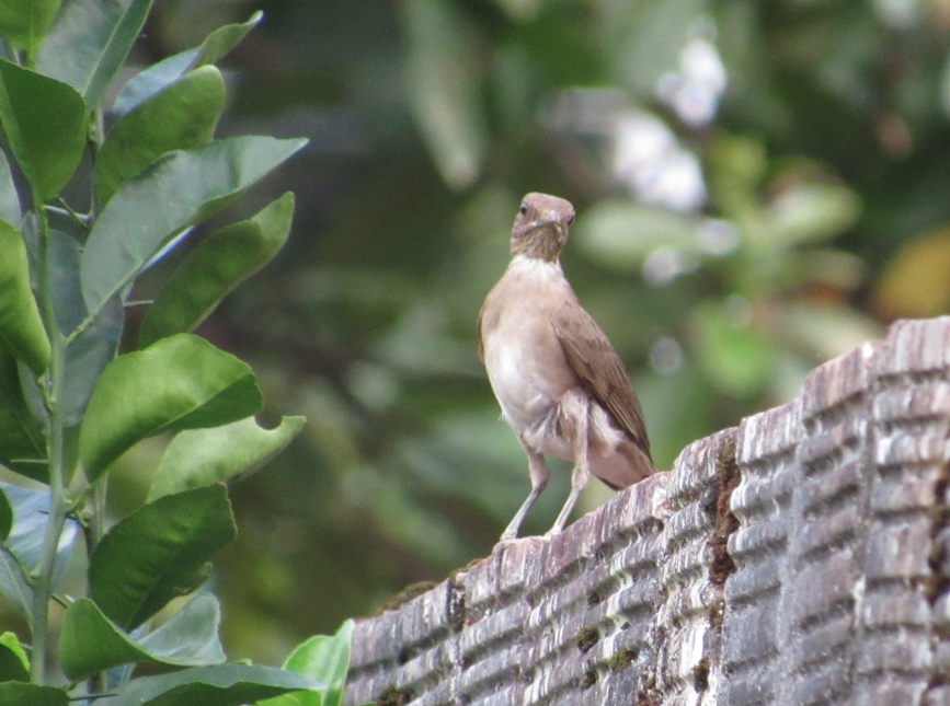 Black-billed Thrush - ML338381541