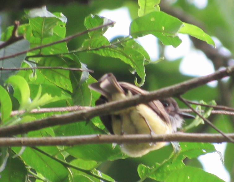 Dusky-capped Flycatcher - Barefoot Unschooling