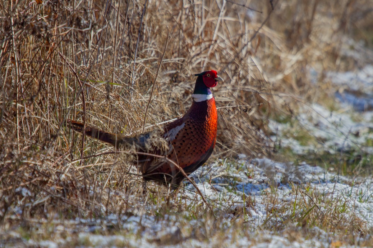 Ring-necked Pheasant - ML33838161