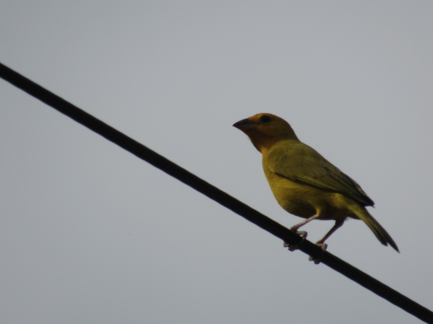 Saffron Finch - ML338381731