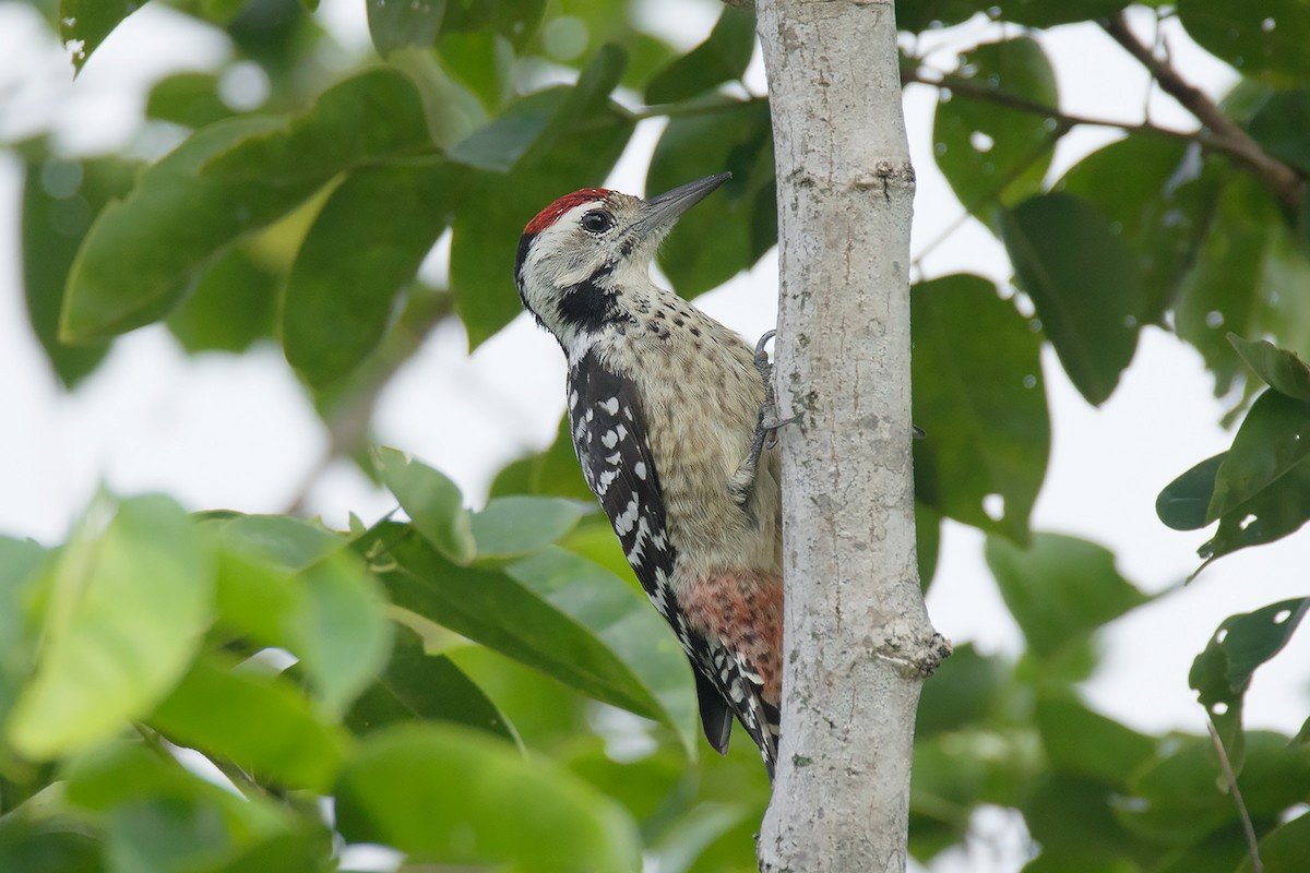 Freckle-breasted Woodpecker - ML338384781