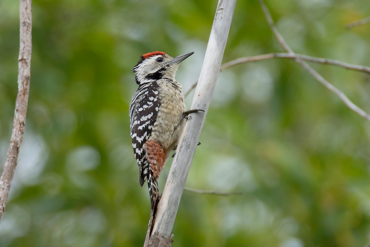 Freckle-breasted Woodpecker - ML338384801