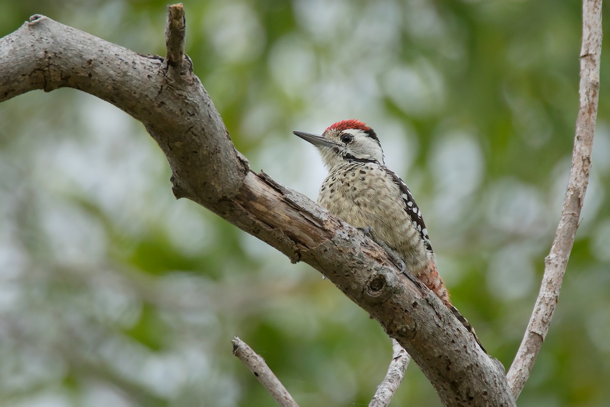 Freckle-breasted Woodpecker - ML338384811