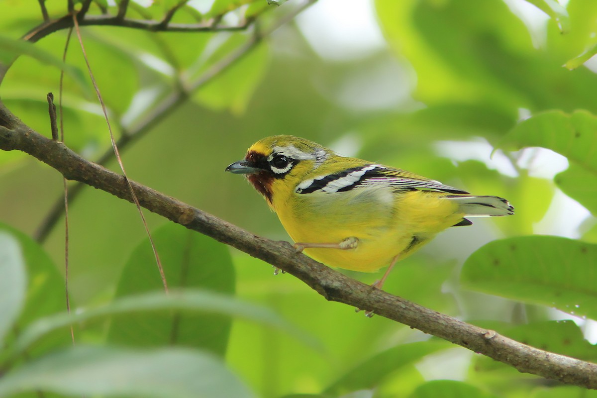 Clicking Shrike-Babbler (Clicking) - Ayuwat Jearwattanakanok