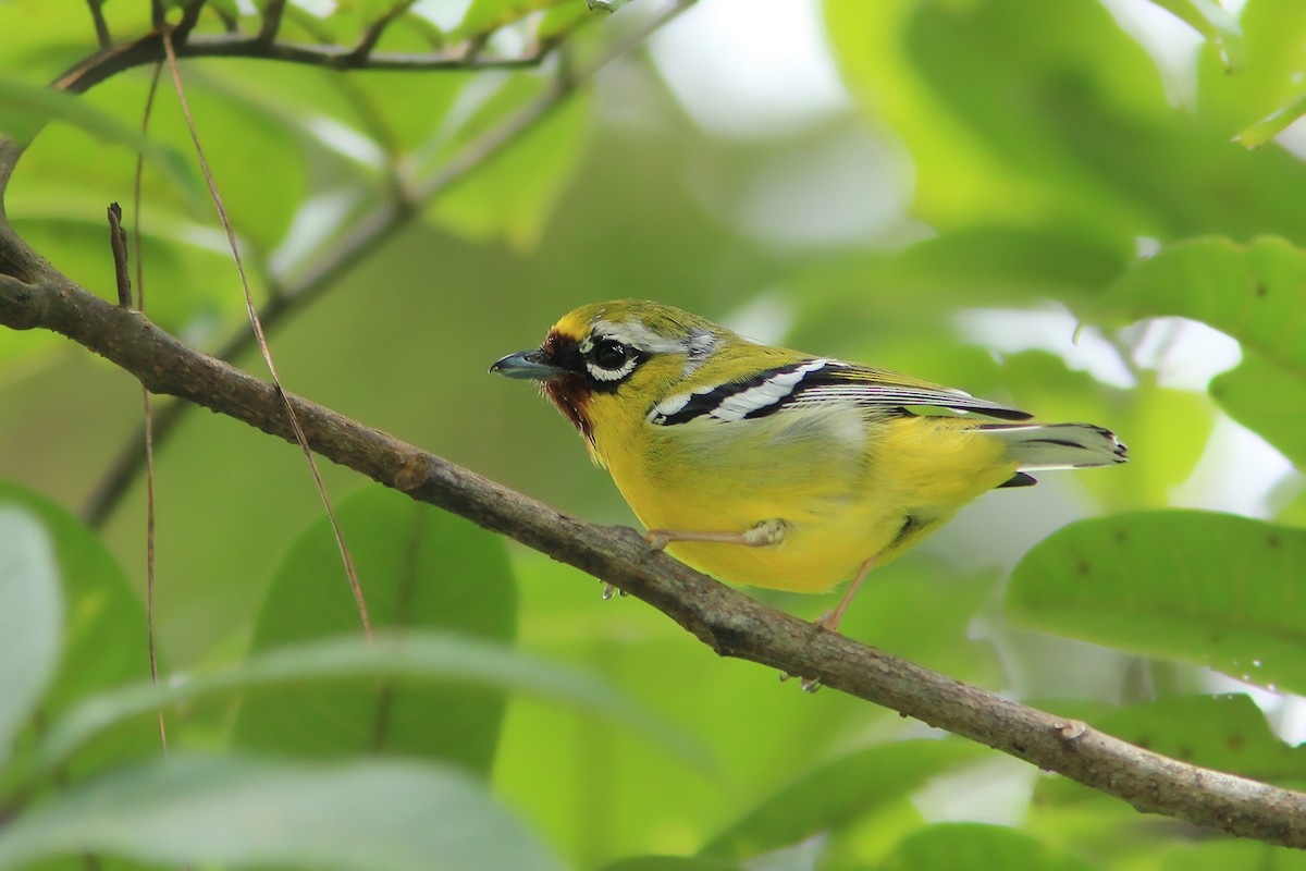 Clicking Shrike-Babbler (Clicking) - Ayuwat Jearwattanakanok