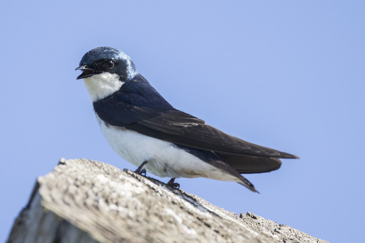 Tree Swallow - Robert Lockett