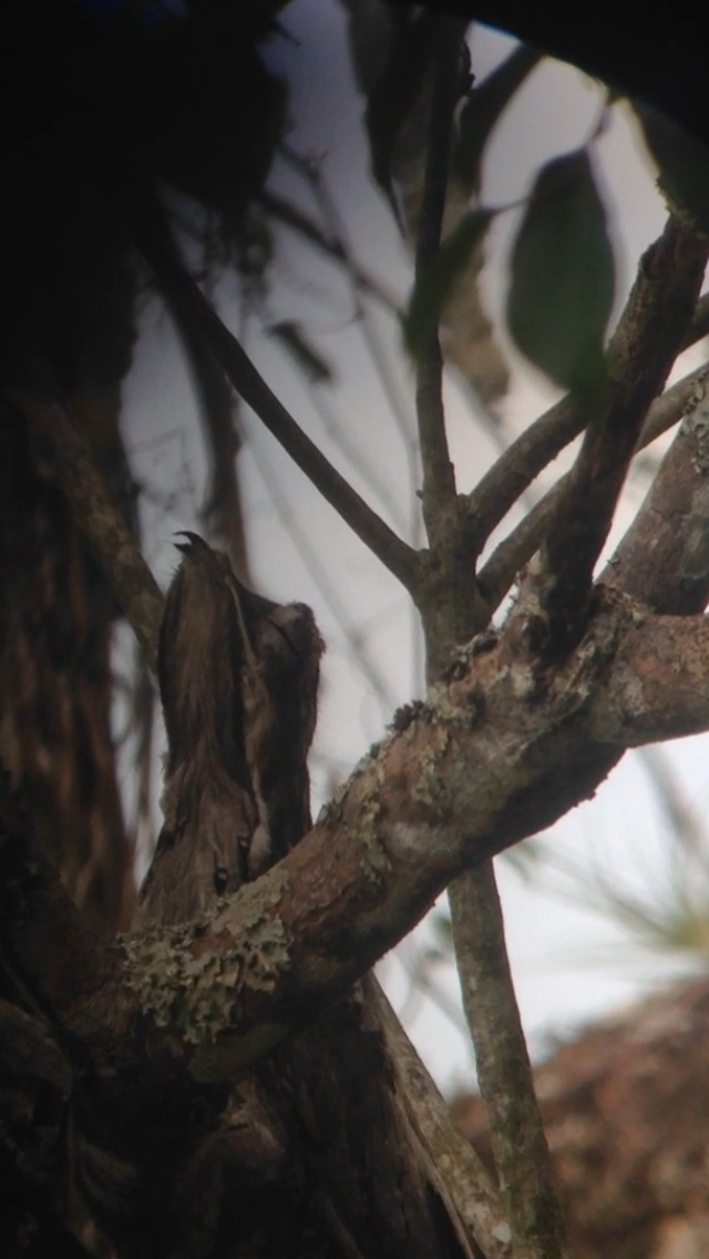 Northern Potoo - ML33838851