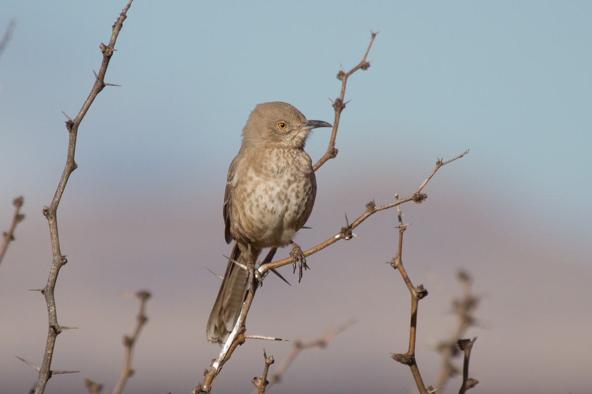 Bendire's Thrasher - Griffin O'Sullivan